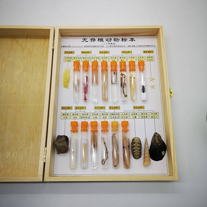 中小學標本