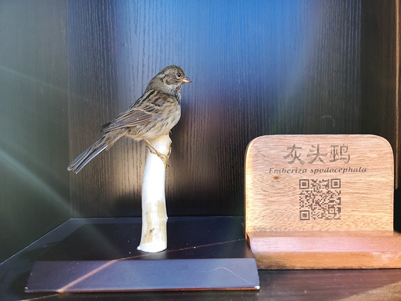剝制標本