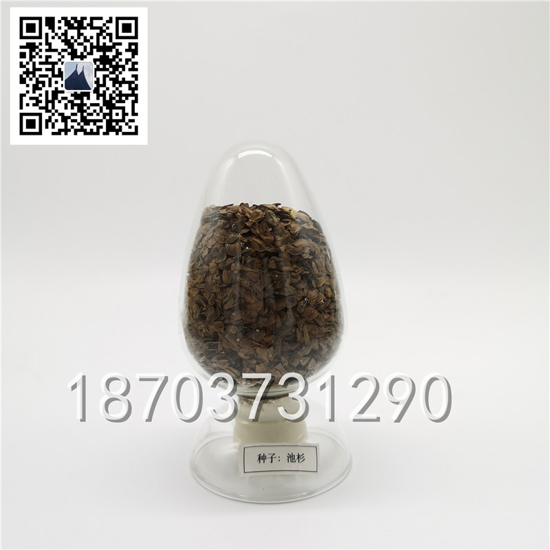 種子標本 (2)