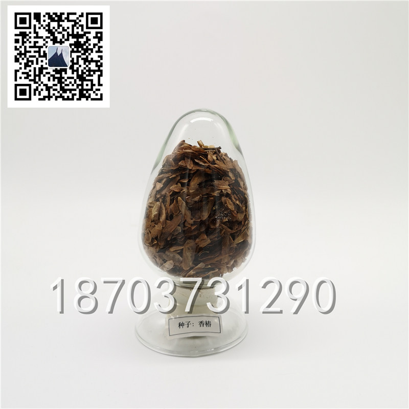 種子標本 (3)