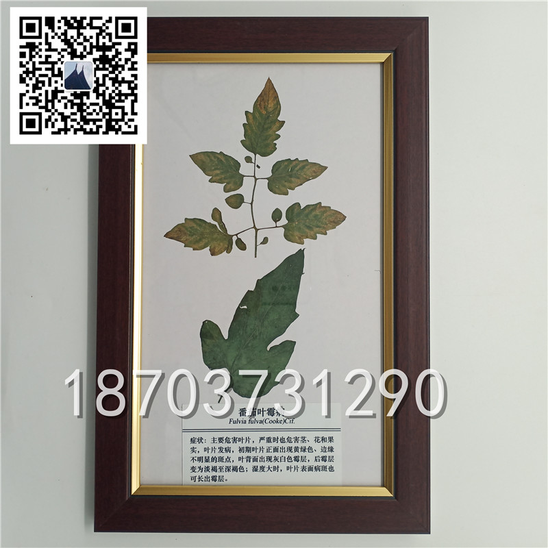 植物病害蟲害標本 (2)